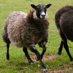 Lamm Erna