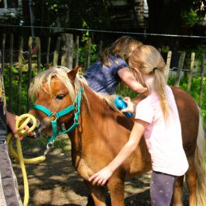 Pflegepony