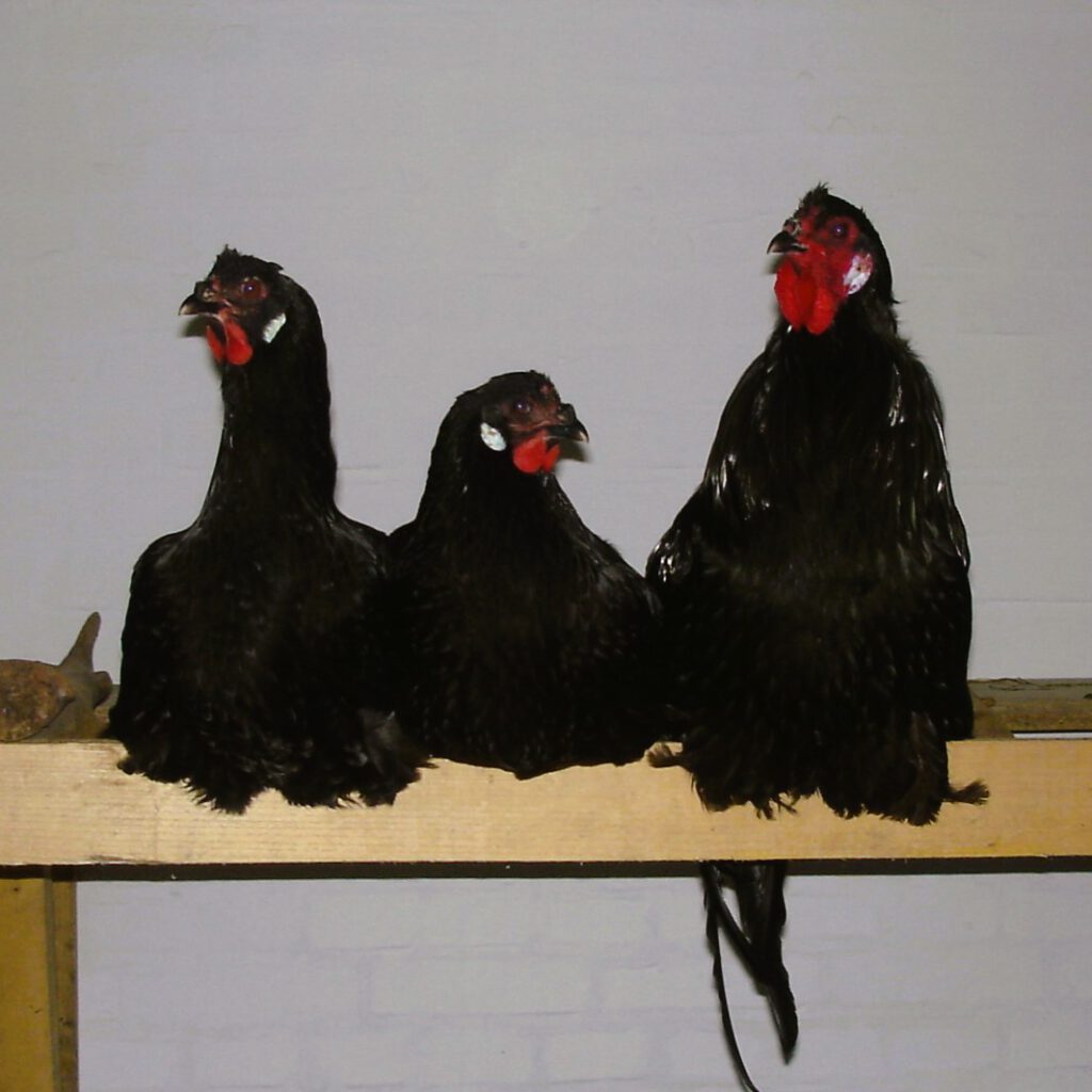 Geflügel