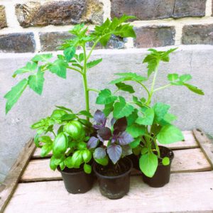 Jungpflanzen