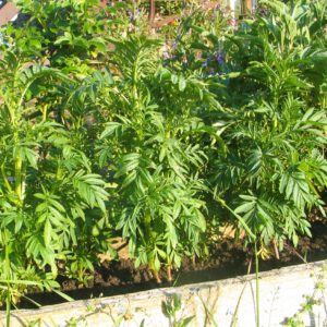 Färbertagetes