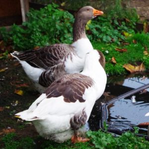 Gänse