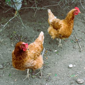 Hühner