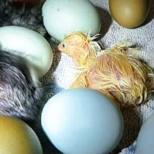 Ostern