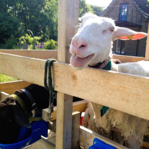 Milch und Käse