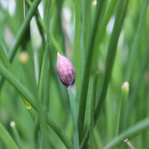 Gartenkräuter